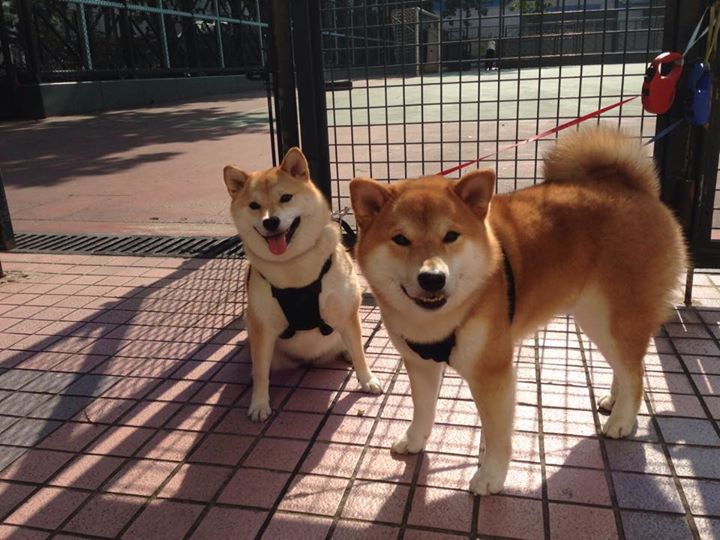 美国队决赛发挥稳定成赛场焦点，美国队比赛结果